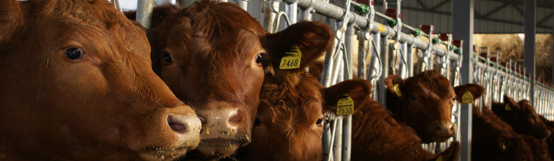 Farma Angus, Srpski Krstur