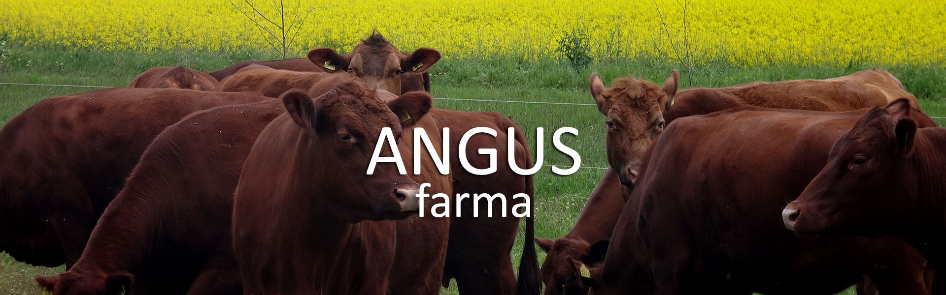 Farma Angus, Srpski Krstur